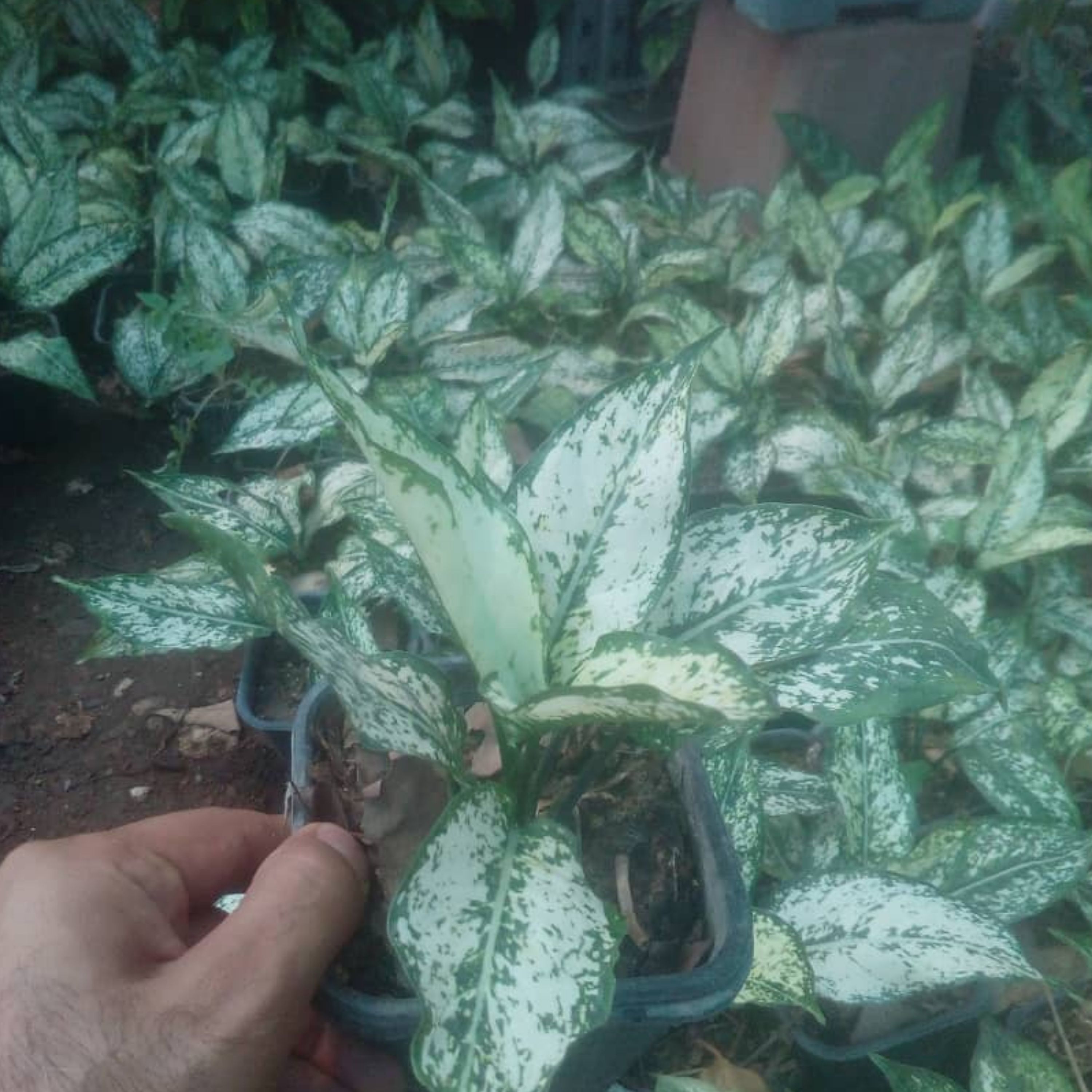 اگلونما سفید گلدان چهارده