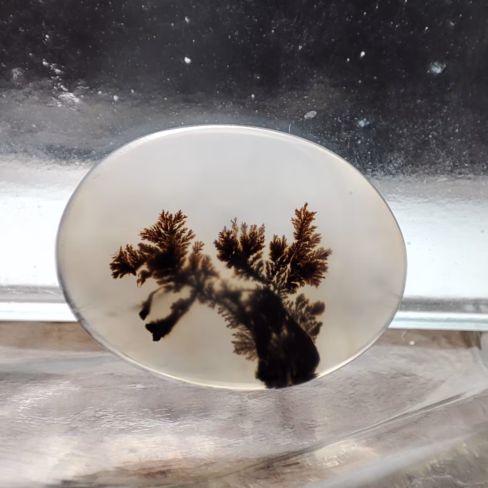 شجر قائن طبیعی و معدنی کد 924