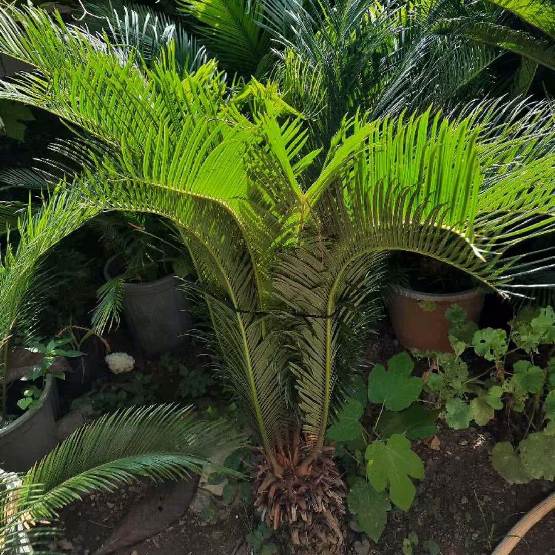 نخل سیکاس بزرگ یک متر به بالا یک گل فوق العاده با برگهای زیبا و همیشه سبز