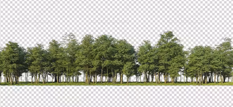 عکس PNG انواع درخت | گرافیک با طعم تربچه