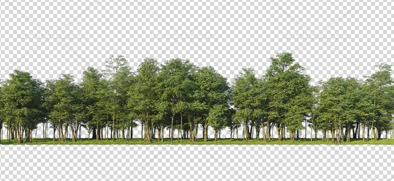 عکس PNG انواع درخت | گرافیک با طعم تربچه