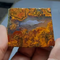 عقیق شجر حبه نگینی