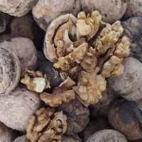 گردو درجه یک  ارگانیک( عمده 20کیلو) با کیفیت عالی  