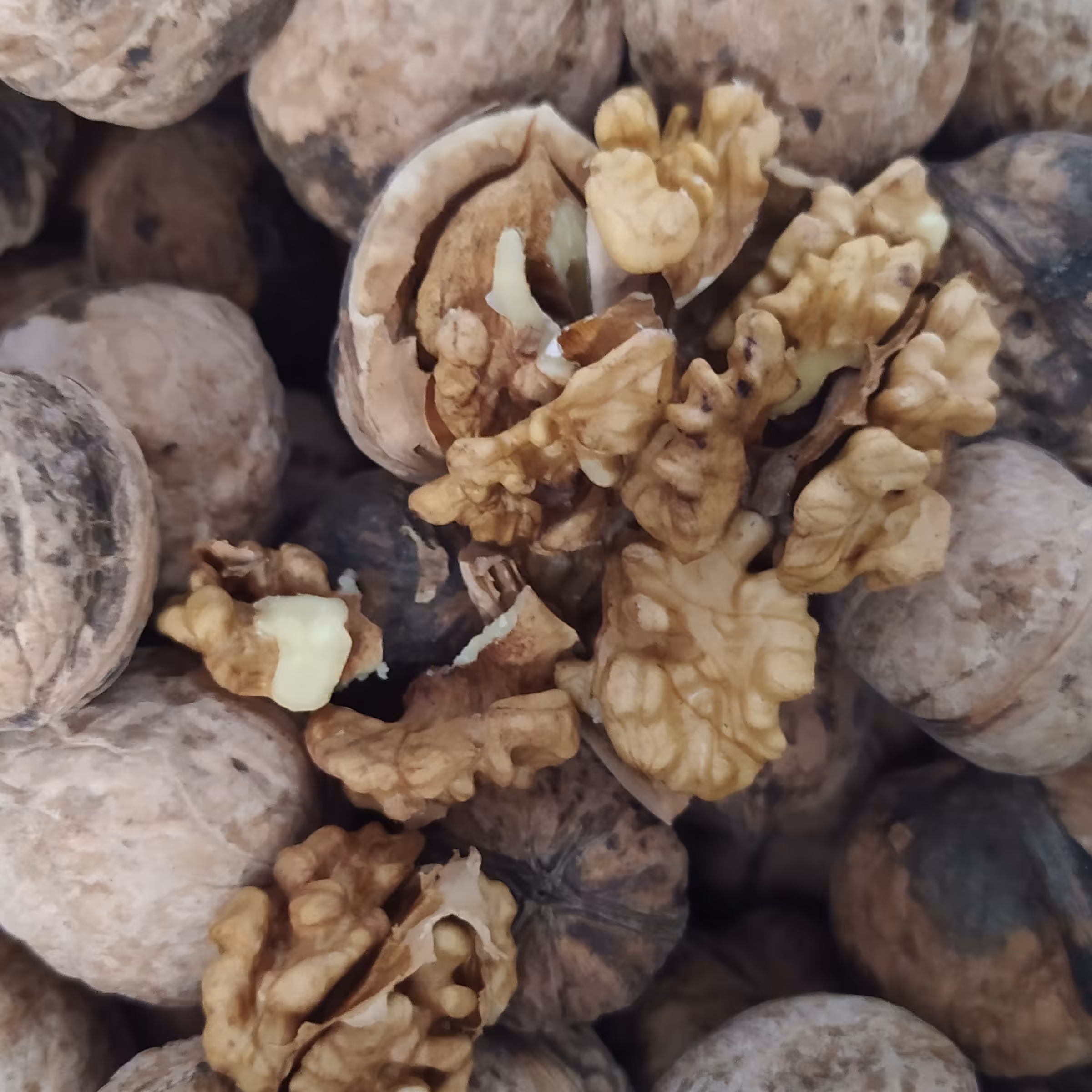 گردو درجه یک  ارگانیک( عمده 20کیلو) با کیفیت عالی  