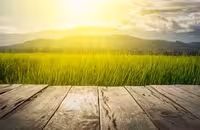 تکسچر چوب و طبیعت با کیفیت | گرافیک با طعم تربچه