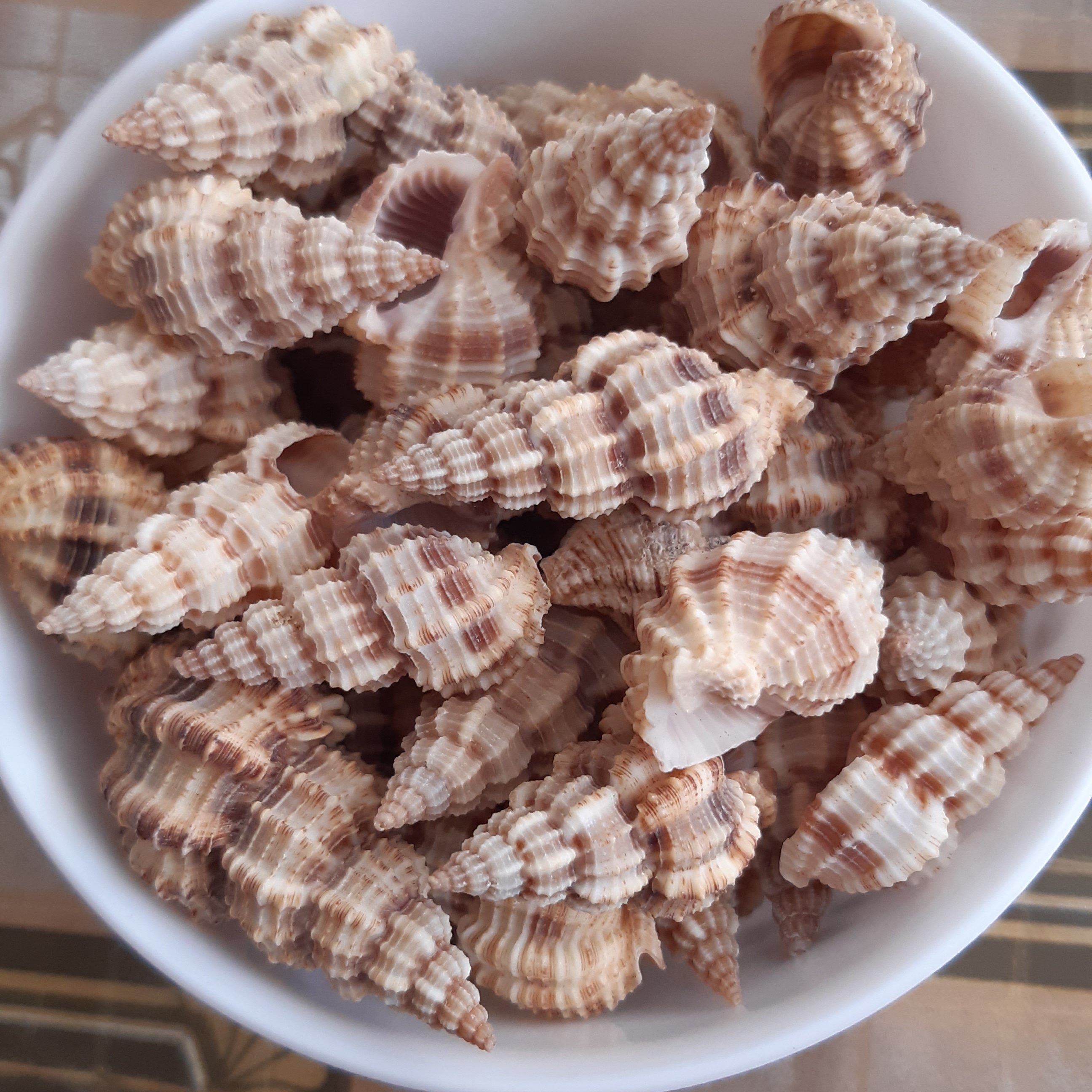 صدف دوکی قهوه ای