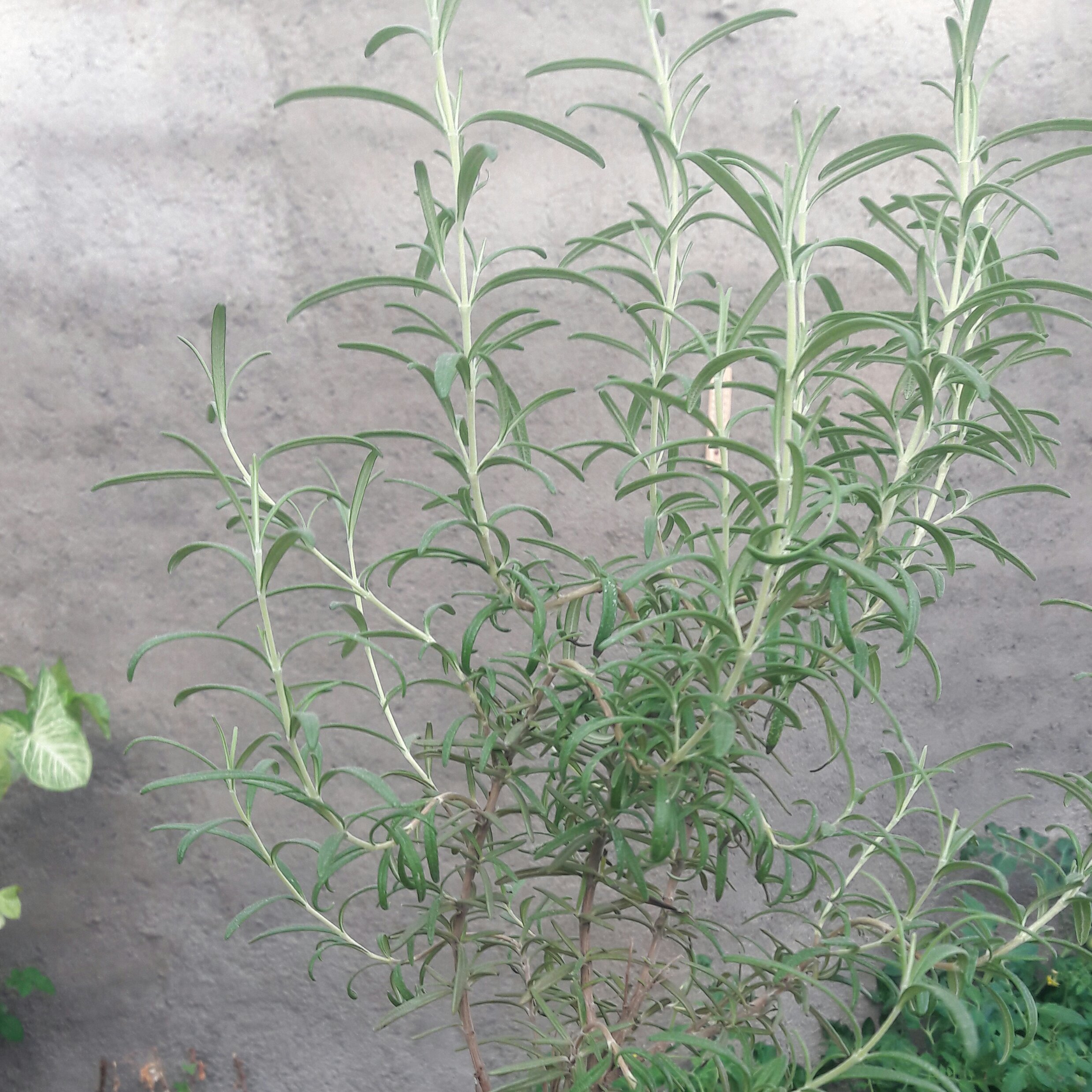 رزماری..نایلکسی.استفاده در غذا ها.