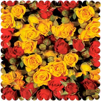 رومیزی مخمل طرح گل سایز 40 در 40 مدل T10-800 شرکت رنس