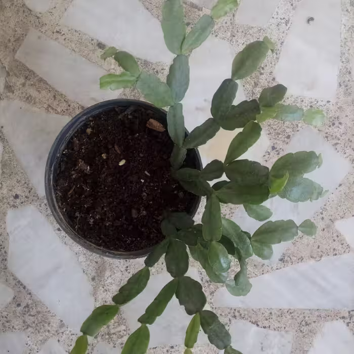 گل کاکتوس  کریسمس