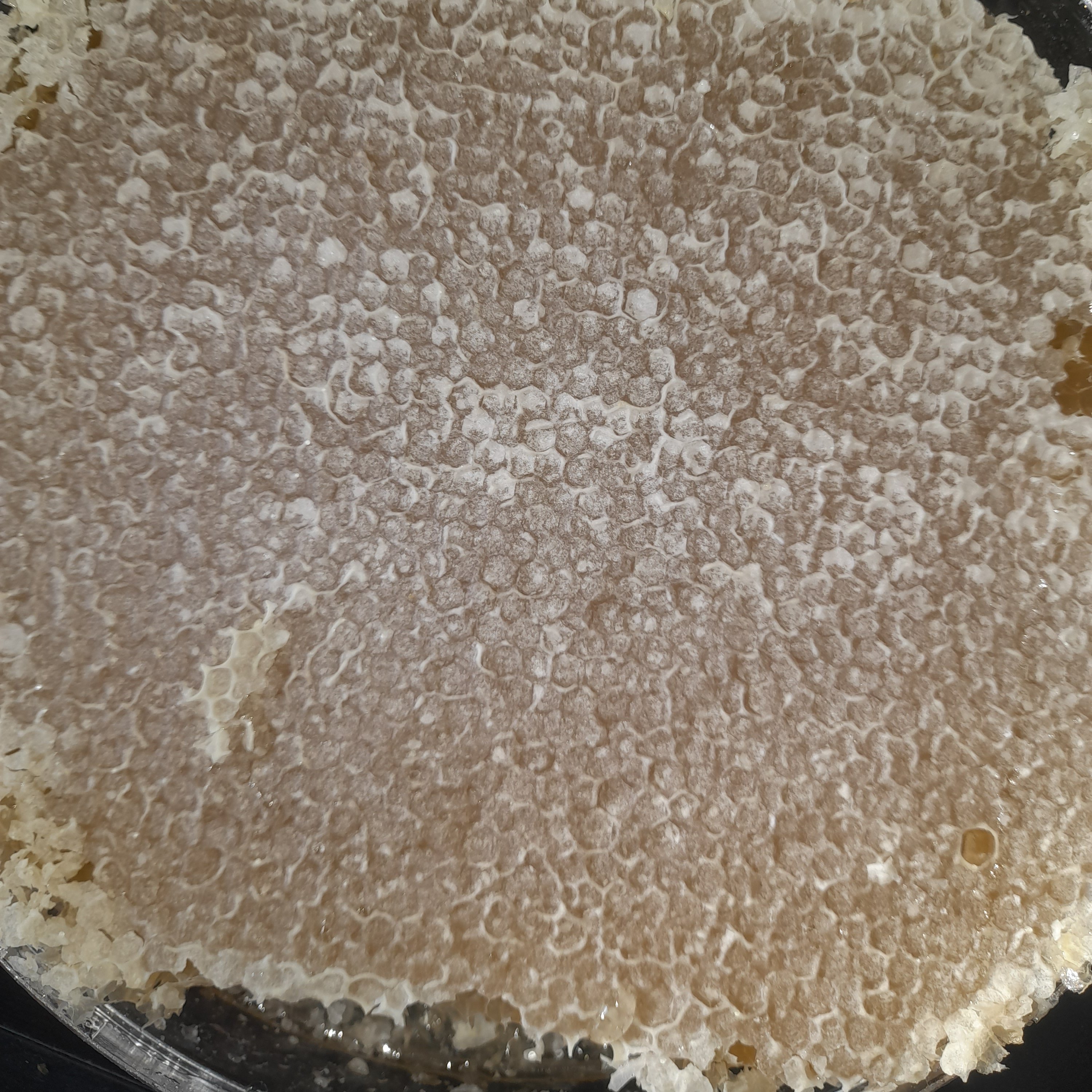 عسل شان چالدران