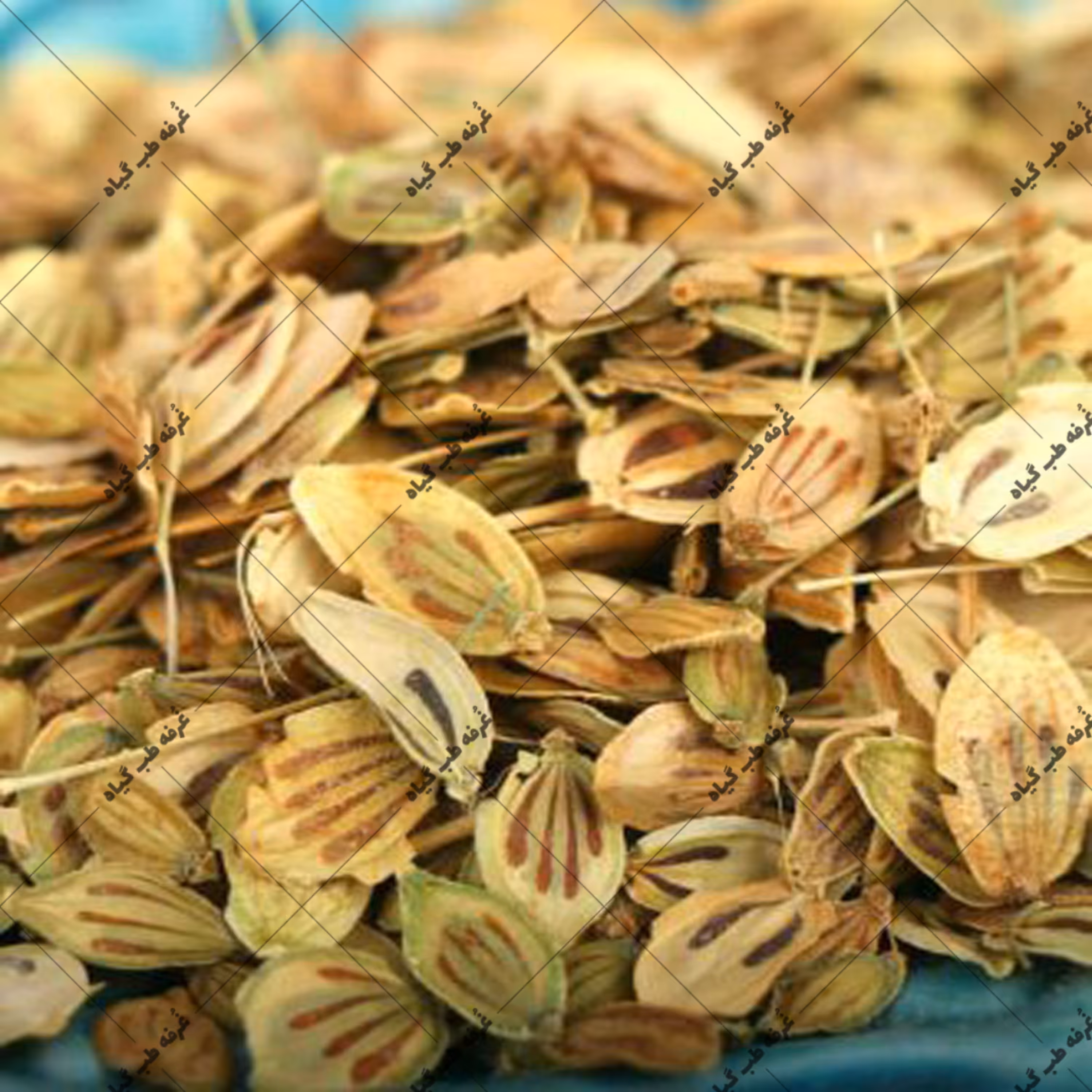 گلپر   (100 گرمی)  درجه1   گلپر درشت