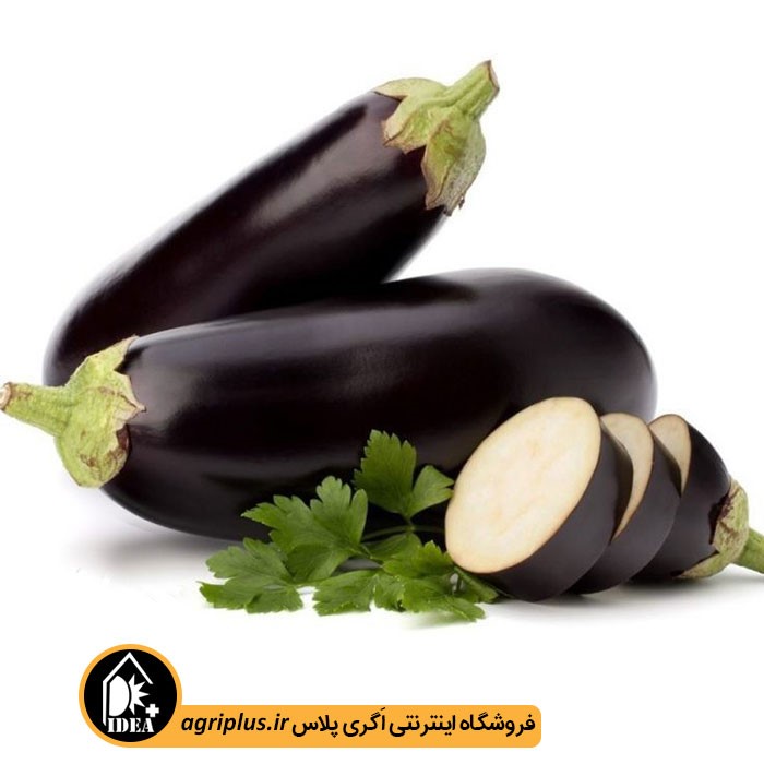 بذر بادمجان بسته بندی خانگی