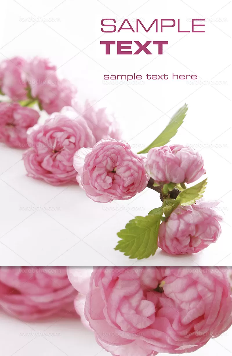 عکس گل های صورتی | گرافیک با طعم تربچه