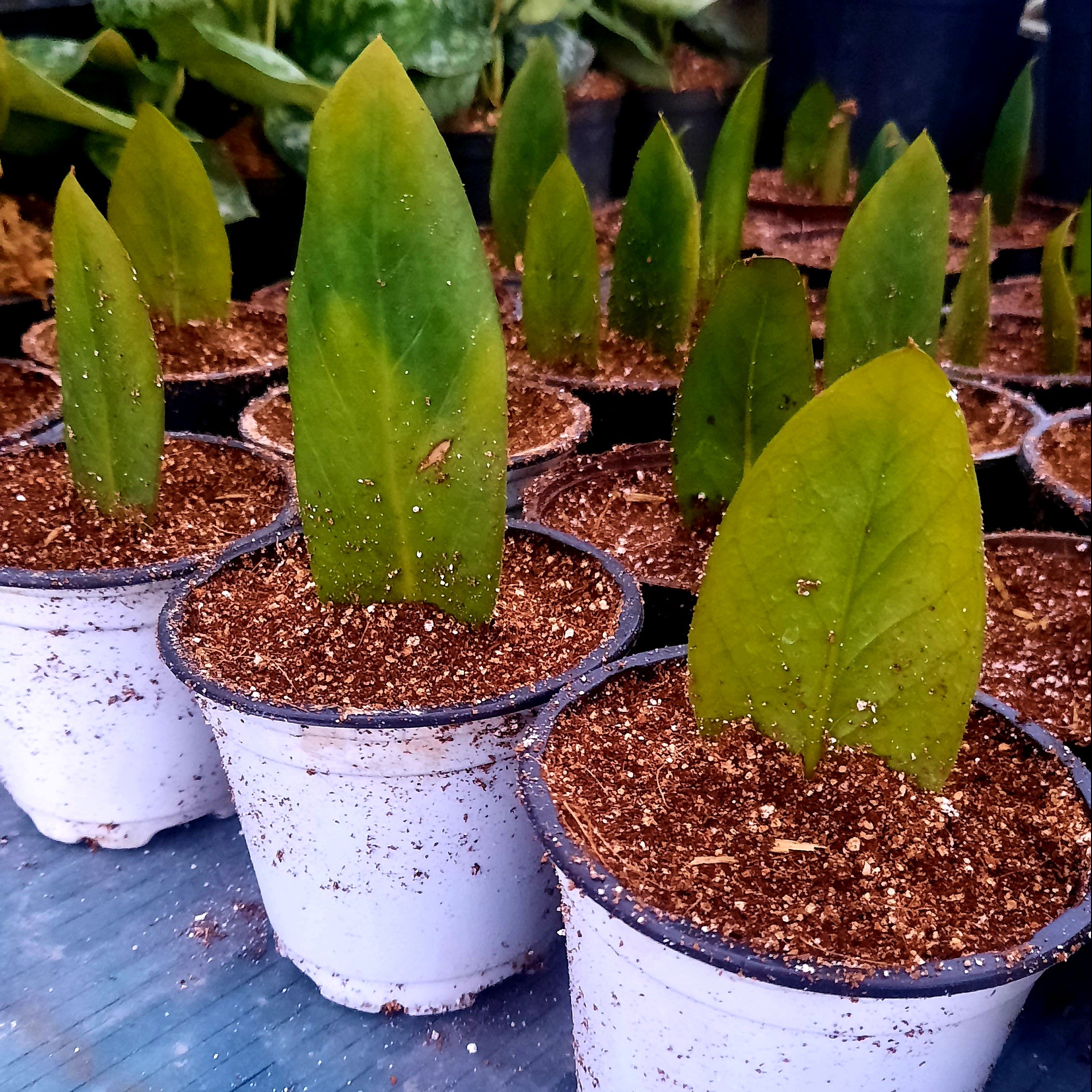 برگ غده  دار زامیفولیا سبز