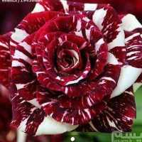نهال رز آبراکادابرا