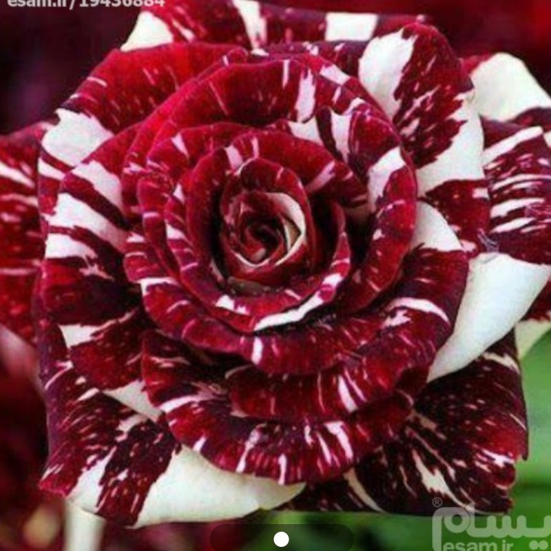 نهال رز آبراکادابرا