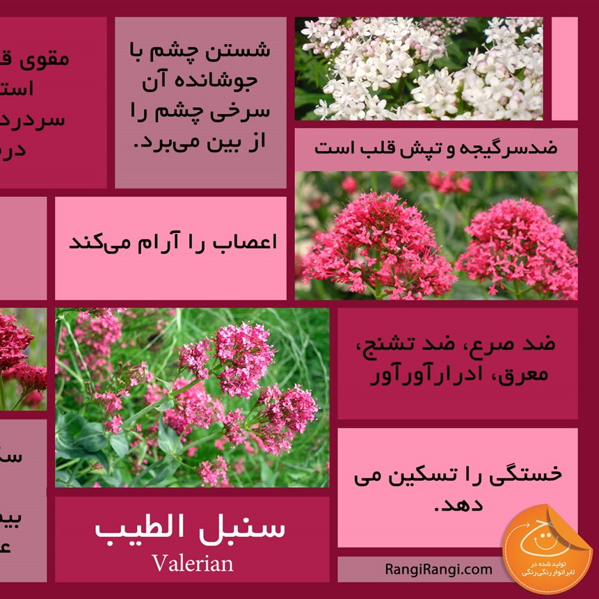 سنبل الطیب سی گرمی