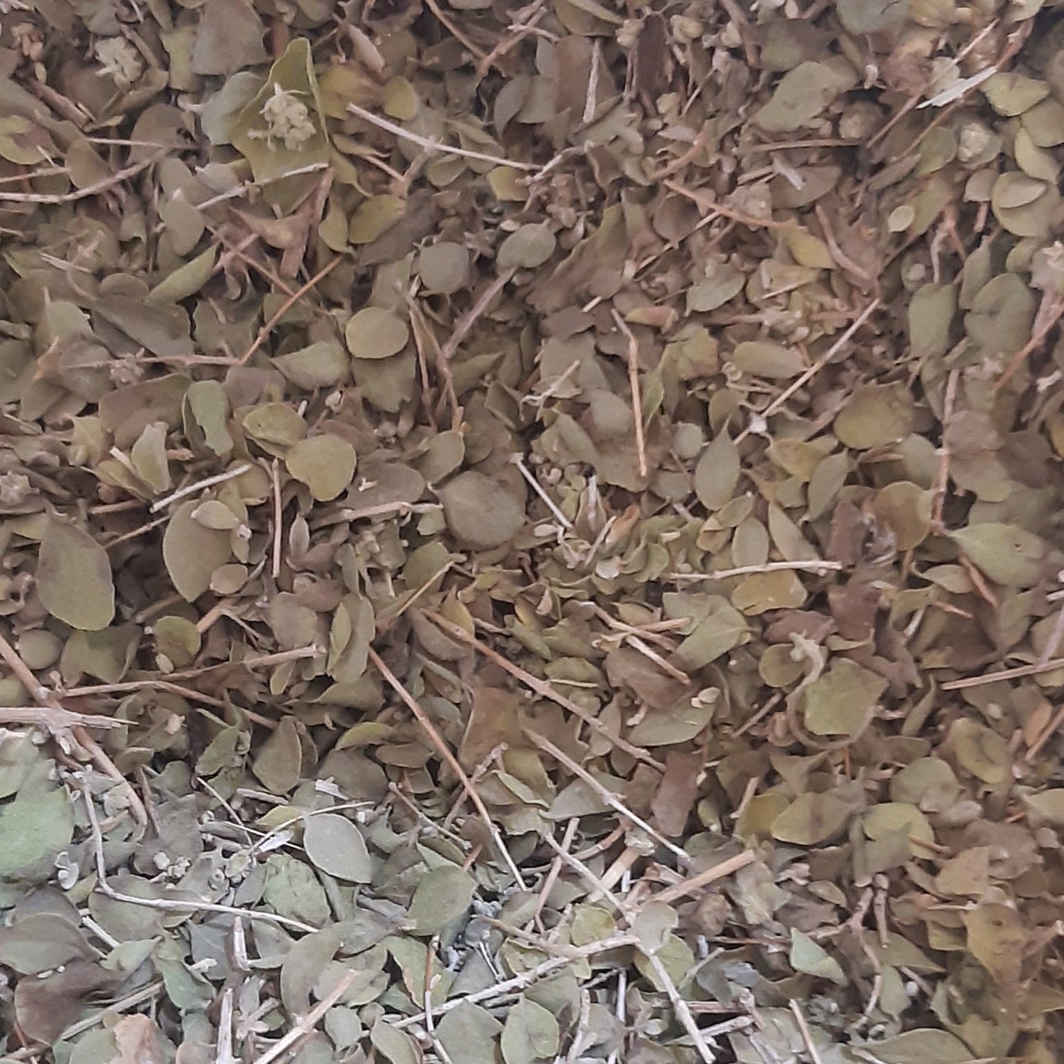 آویشن درشت  100 گرمی