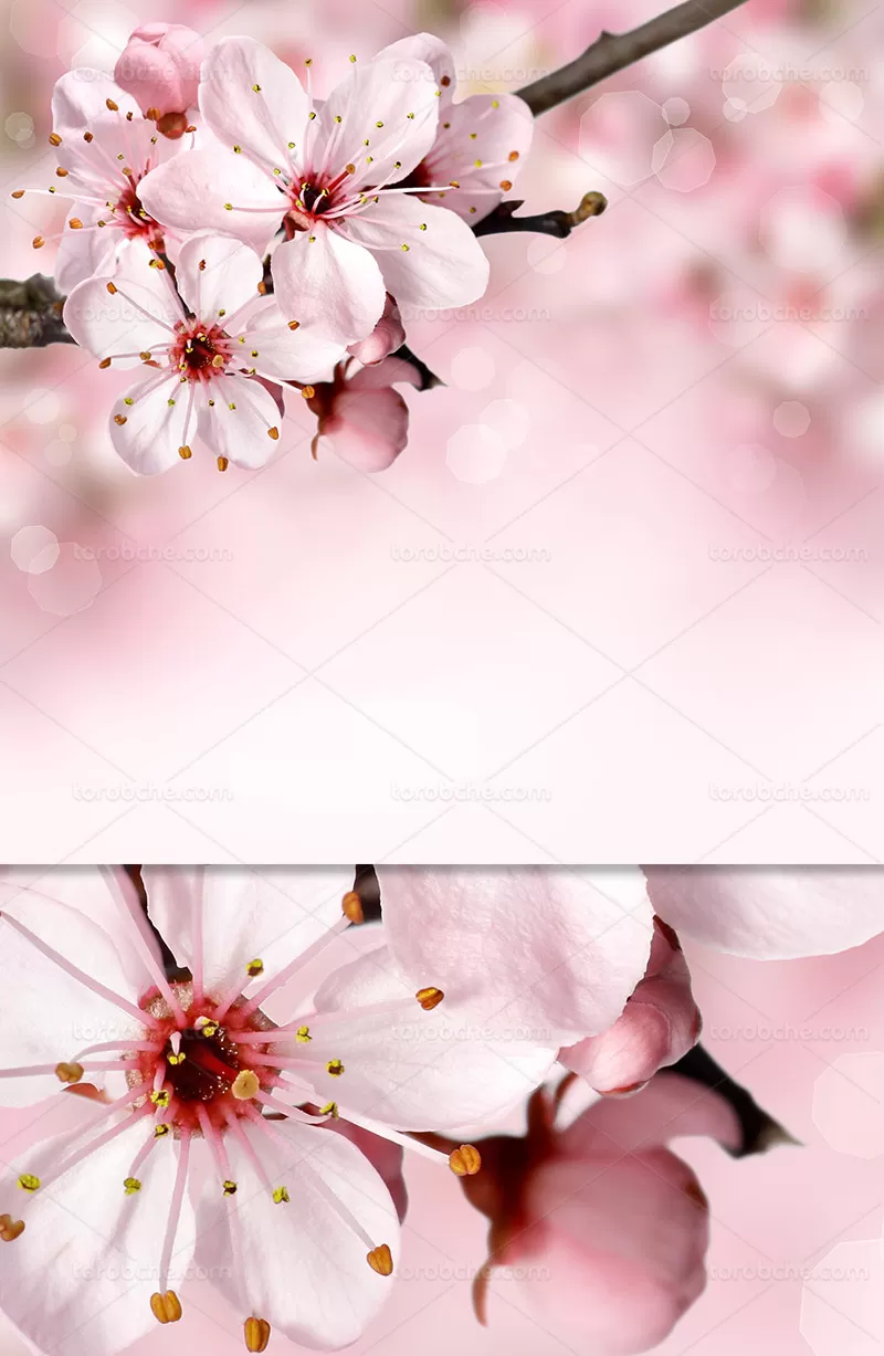 پس زمینه شکوفه های گیلاس | گرافیک با طعم تربچه