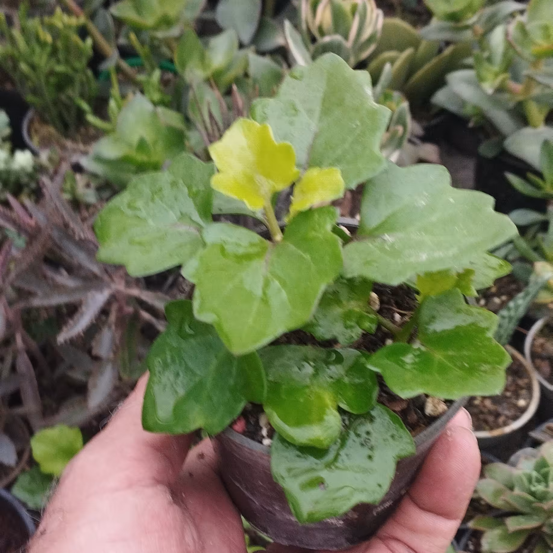گل پیچ سوئدی