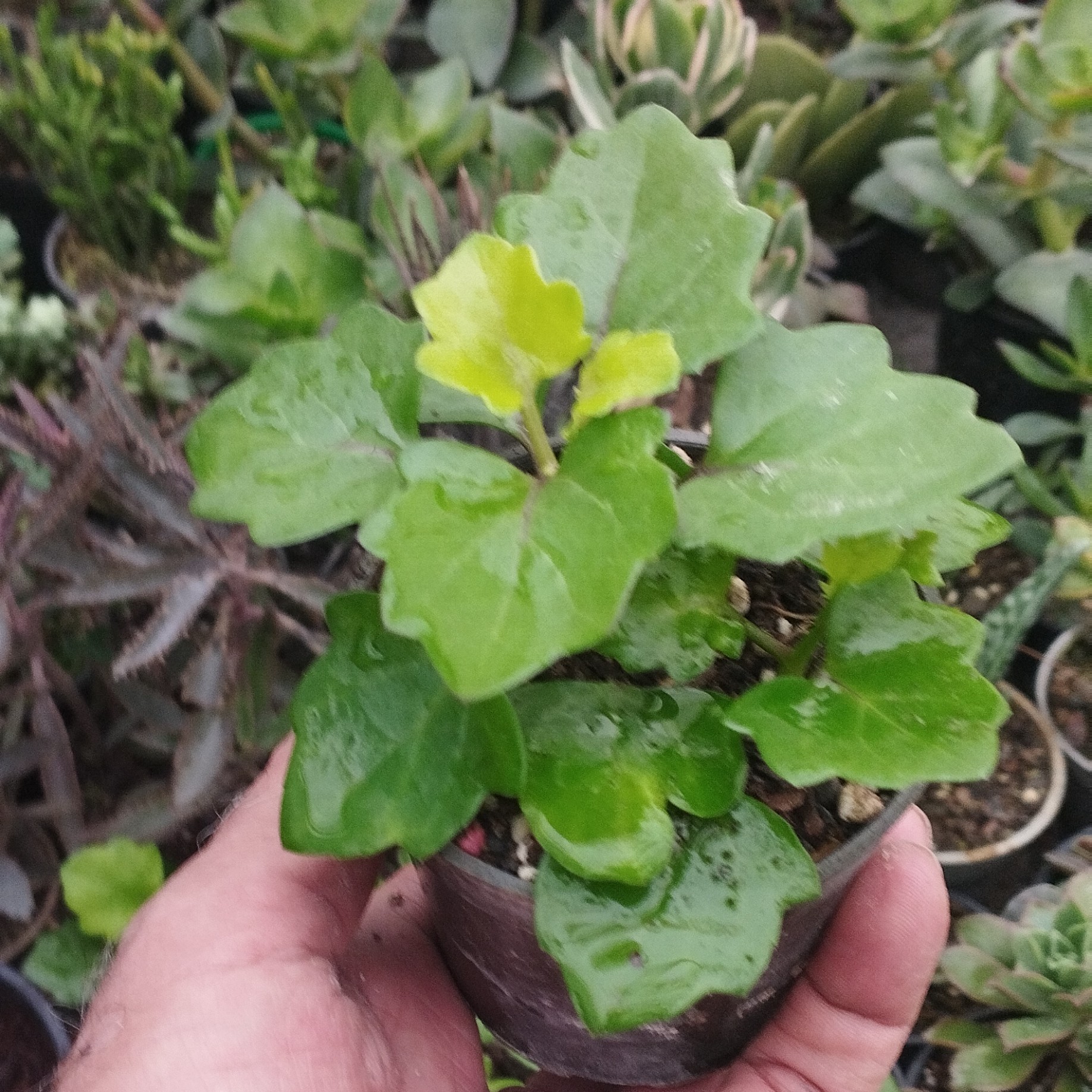 گل پیچ سوئدی