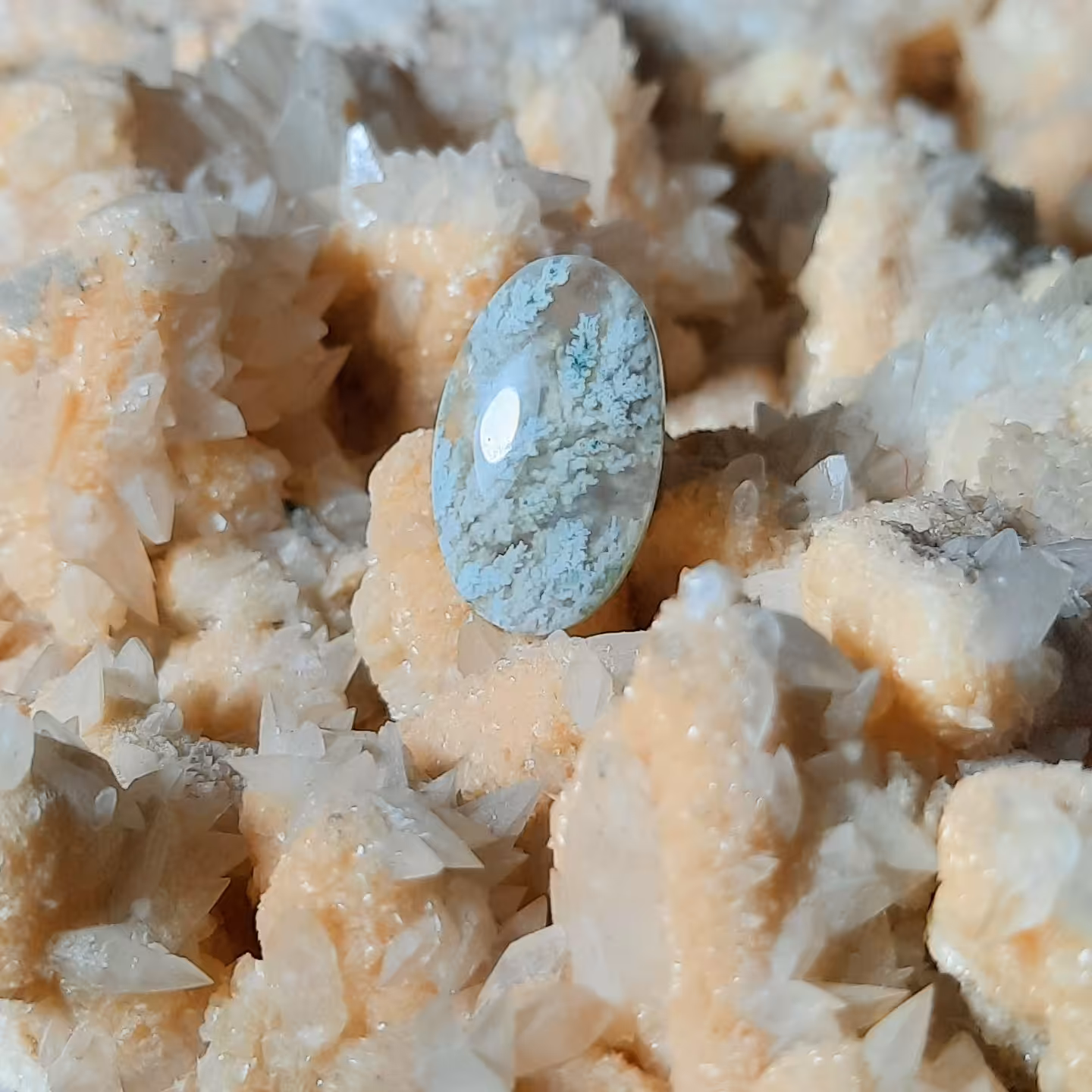 نگین شجر  بهاره