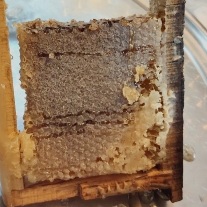عسل مومی گون مناسب همه افراد ، یک کیلویی