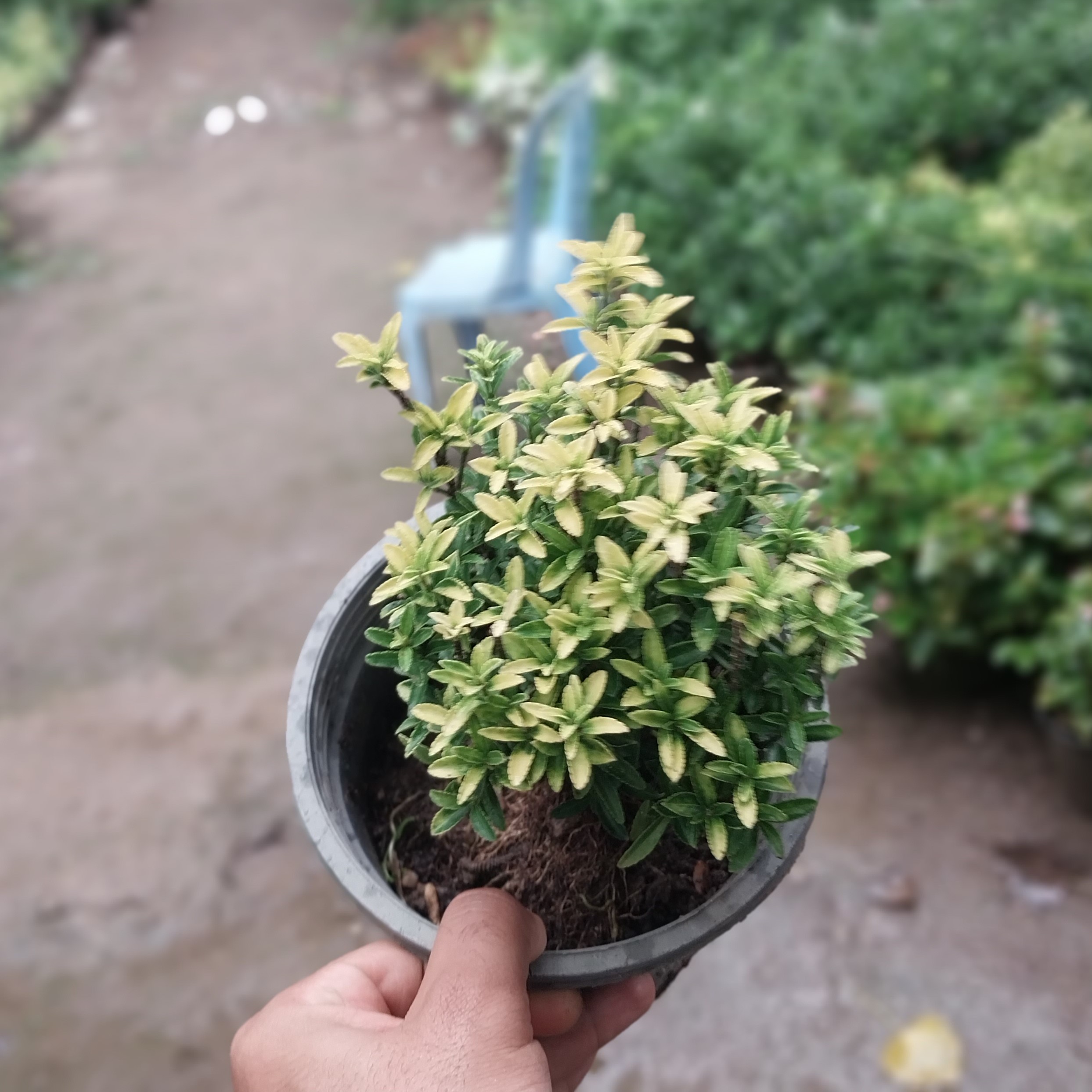شمشاد نوک طلا (گیاه بیرونی) مناسب برای محوطه سازی