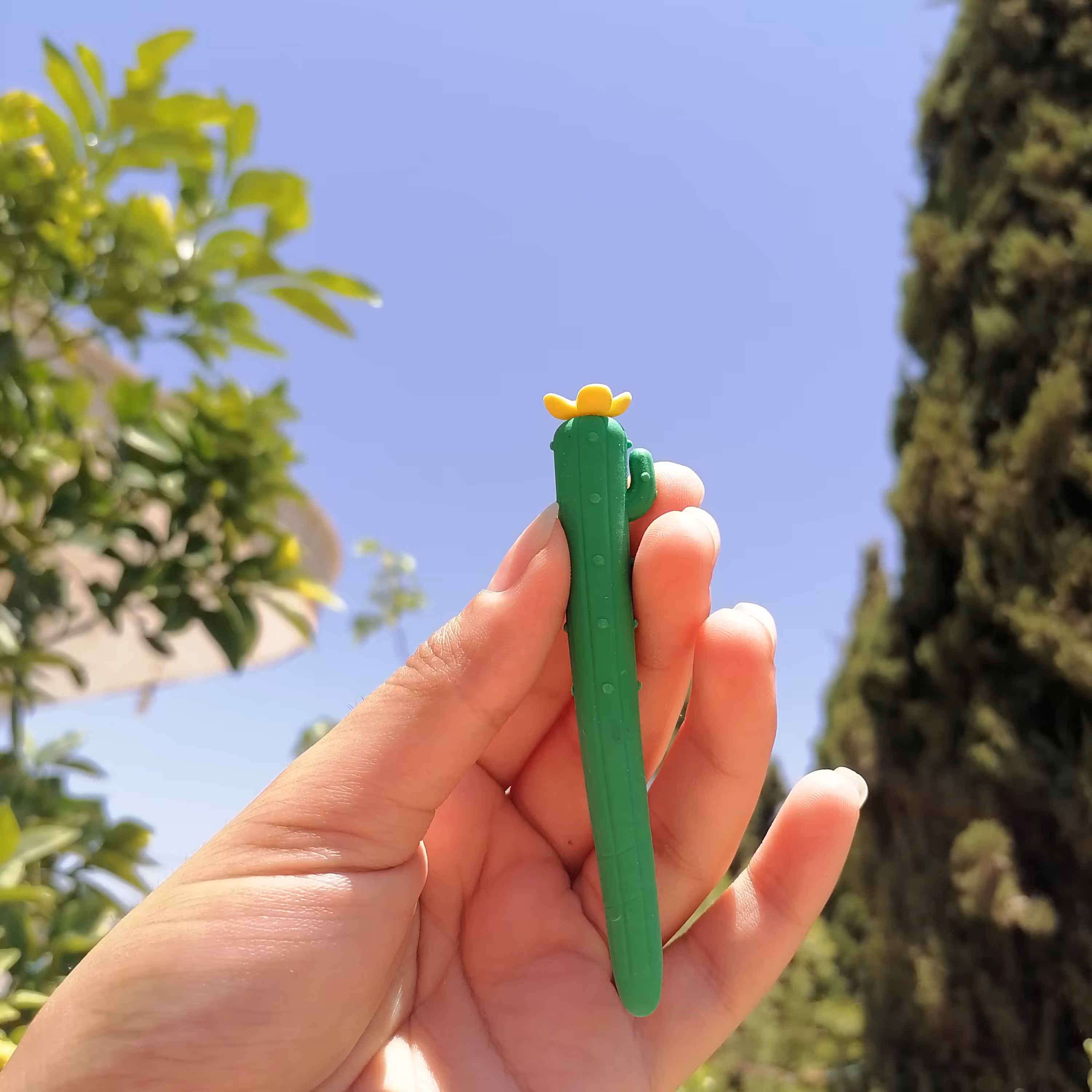 پاکن کاکتوس 