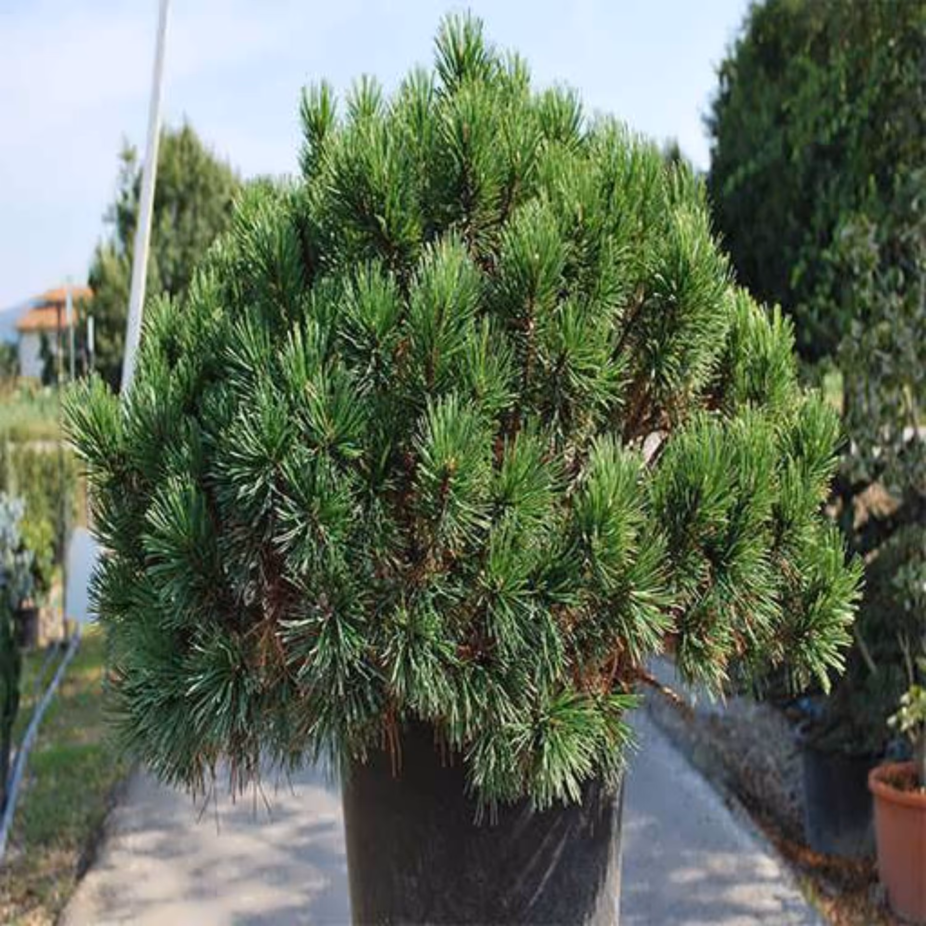 بذر کاج موگو (کاج توپی) 4عددی