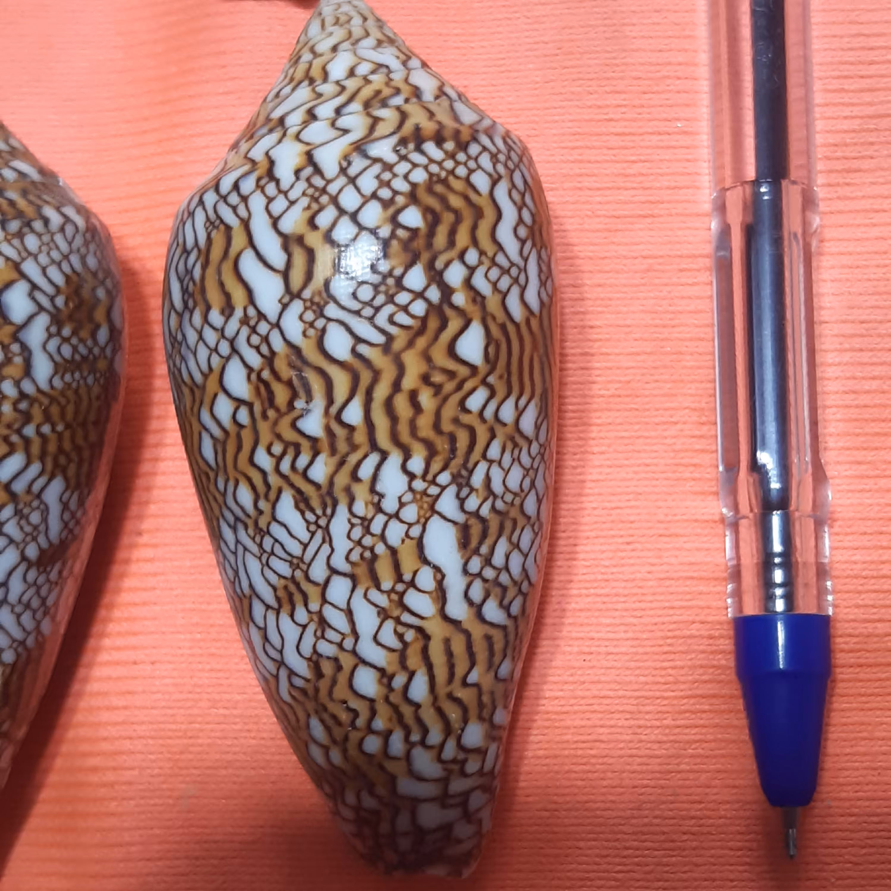 صدف طرح نقش قالی