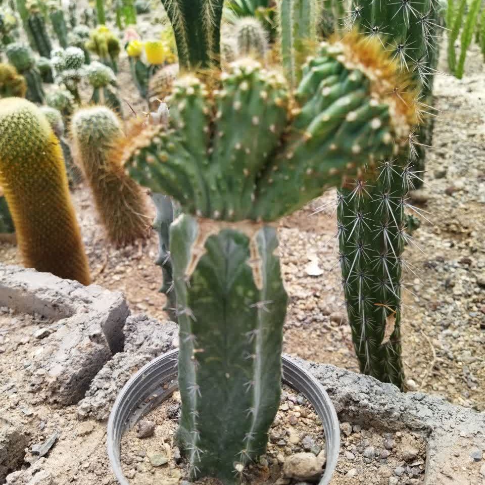 پیوندی دفرمه صخره ای (تیپاکس پس کرایه) 