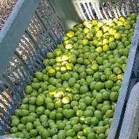 زیتون جنگلی خوش طعم و خوش خوراک و خوش رنگ و تازه