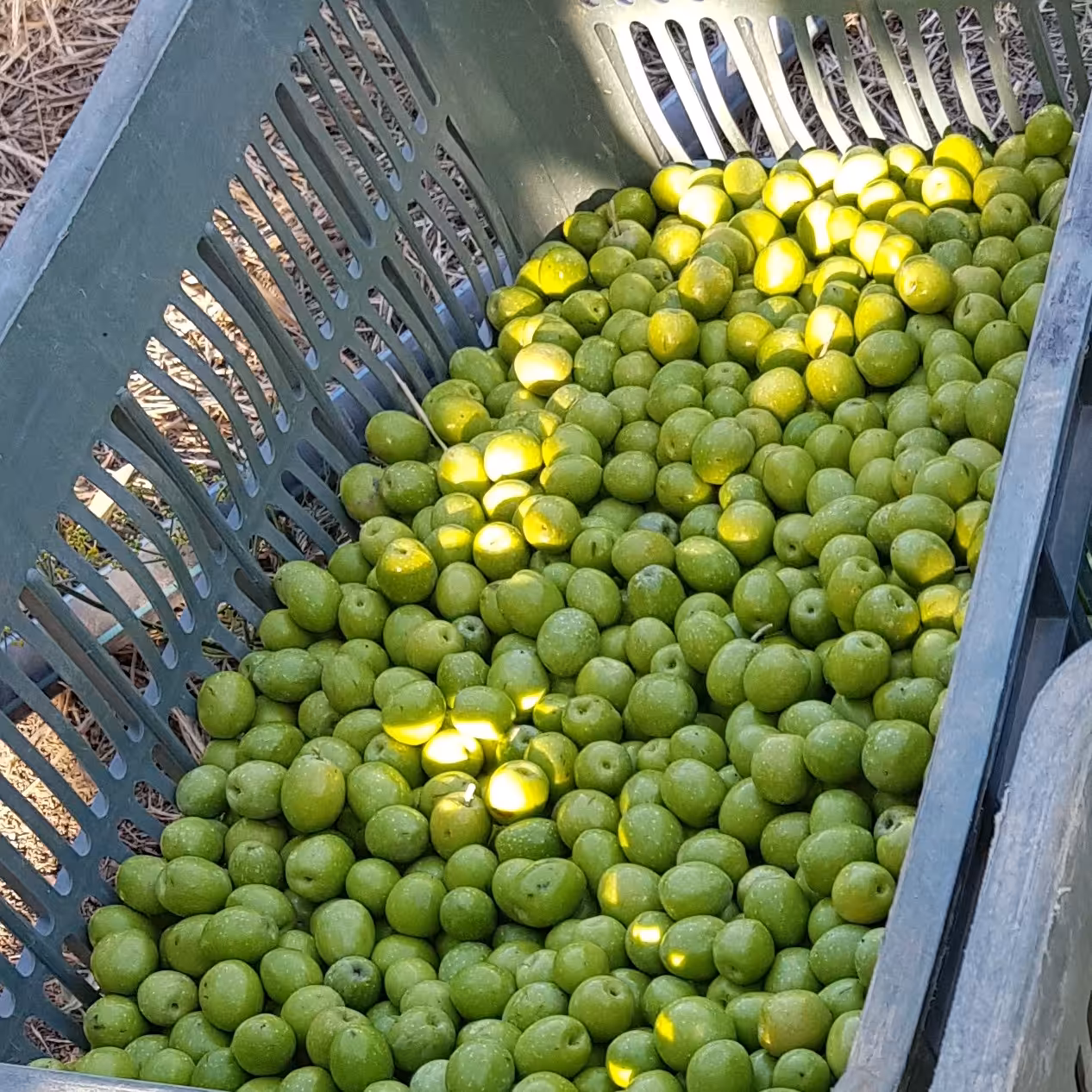 زیتون جنگلی خوش طعم و خوش خوراک و خوش رنگ و تازه