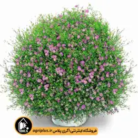 بذر گل صدفی Gypsy مولر