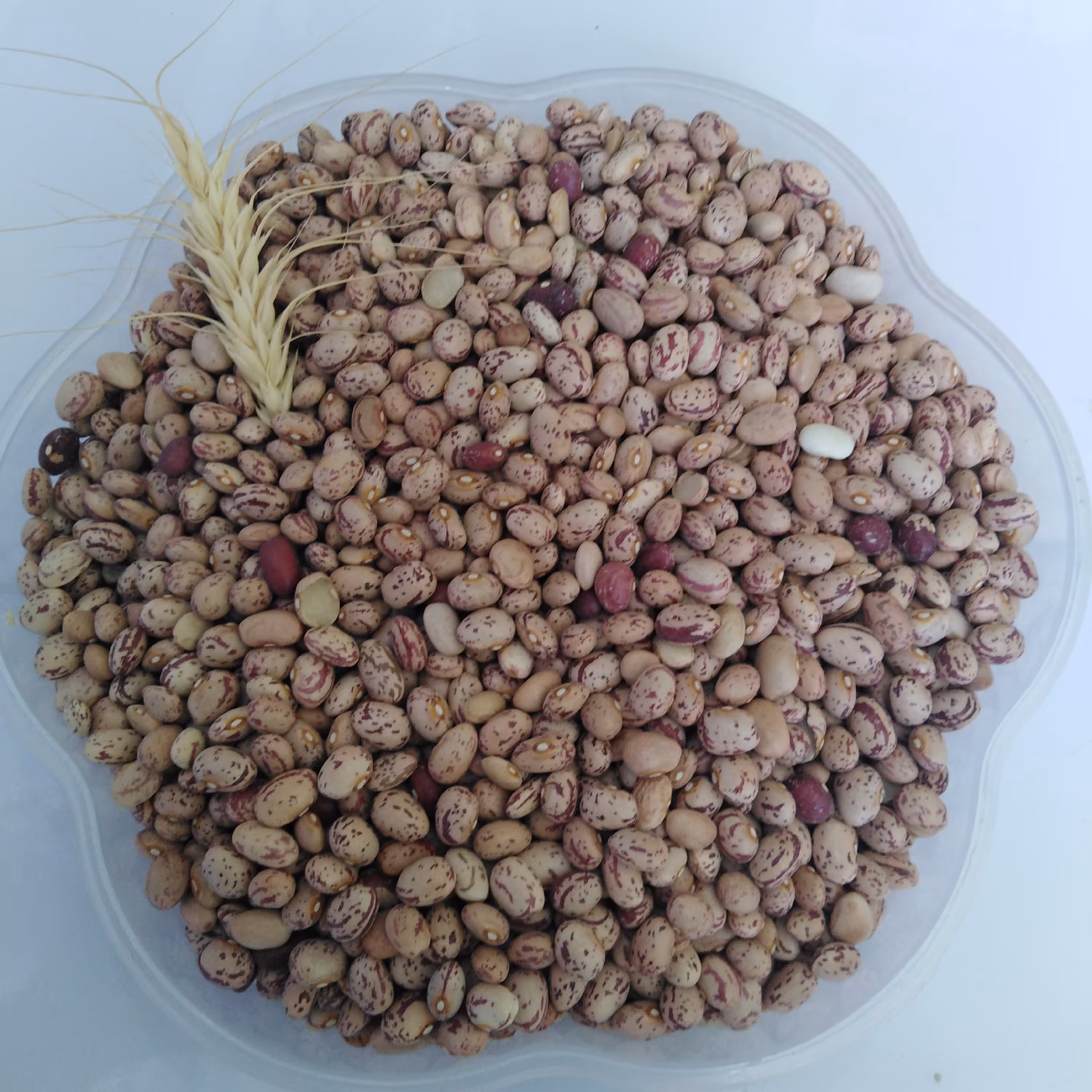 لوبیا چیتی محلی خوشپخت درجه 1 تضمین کیفیت