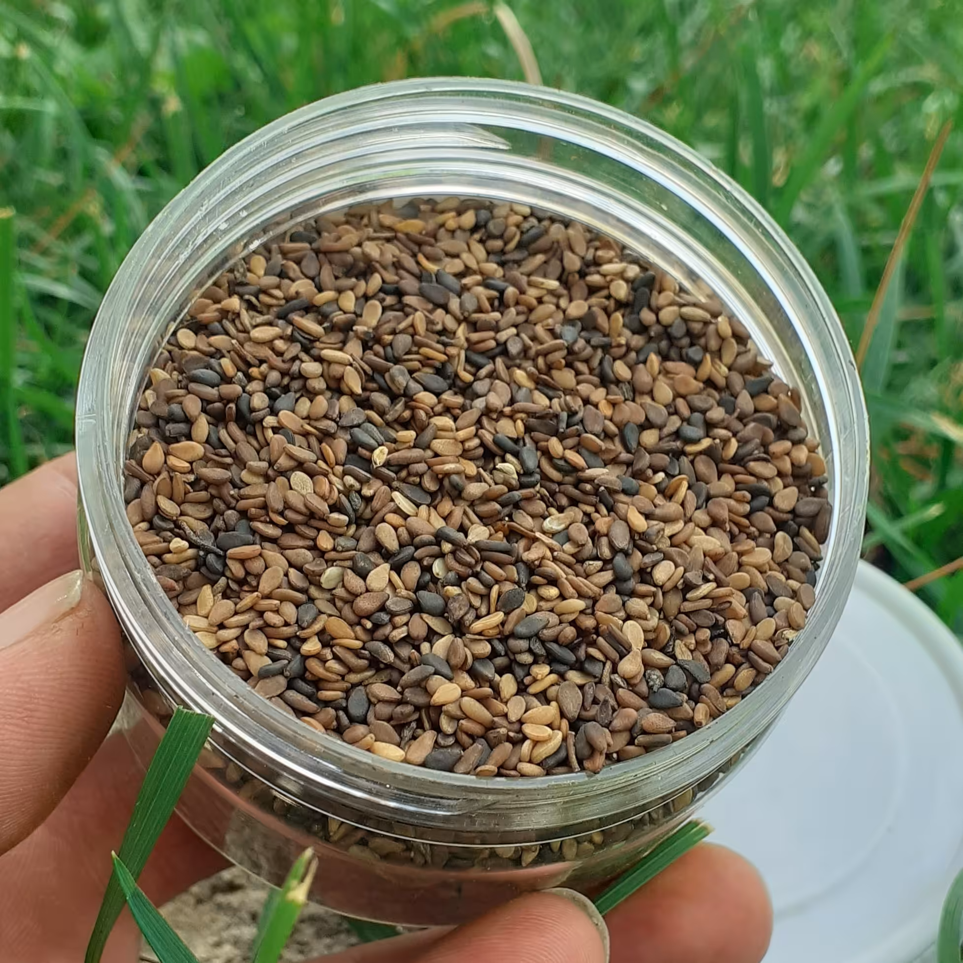 کنجد قهوه ای 150 گرمی 