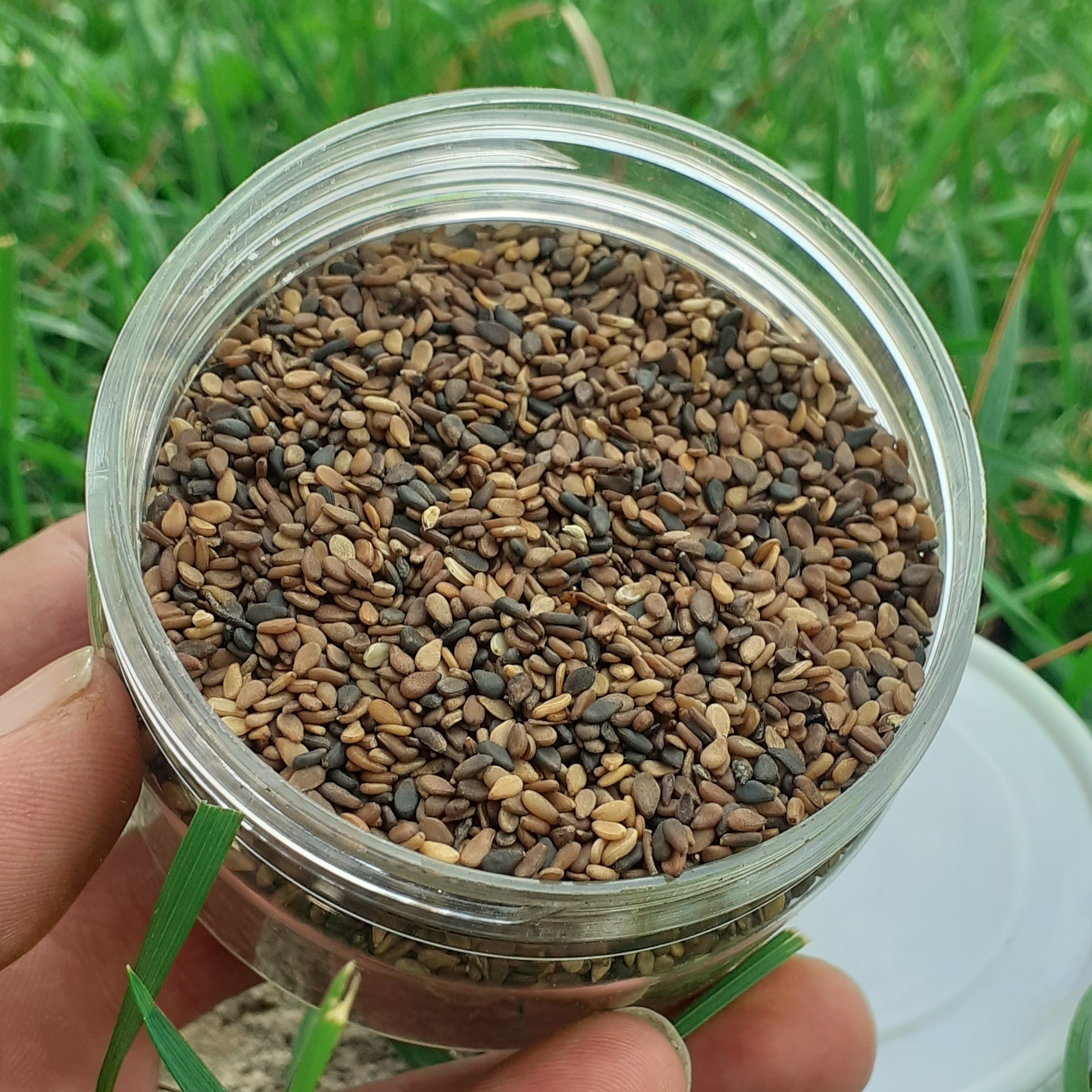 کنجد قهوه ای 150 گرمی 