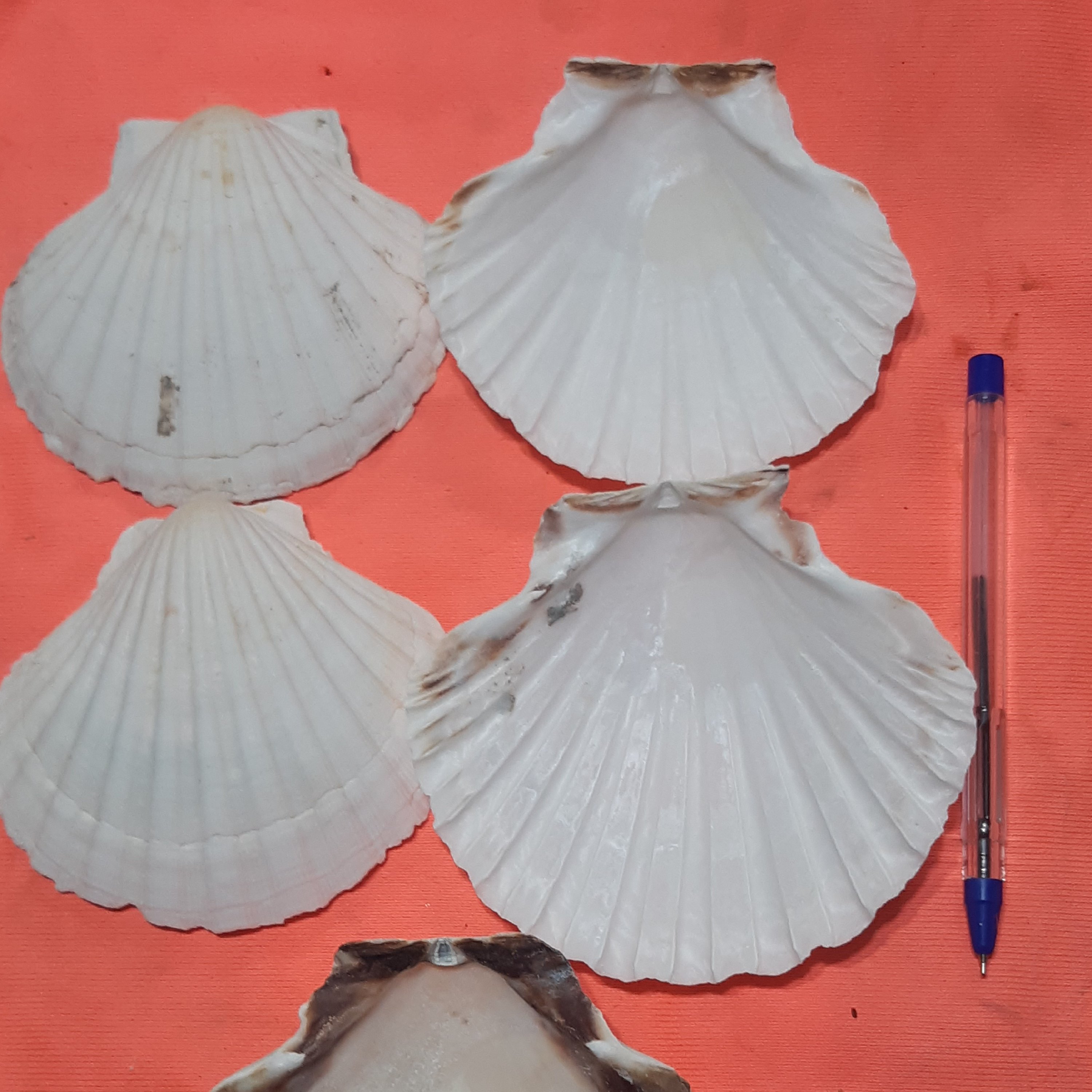 صدف کفه ای پشت سفید