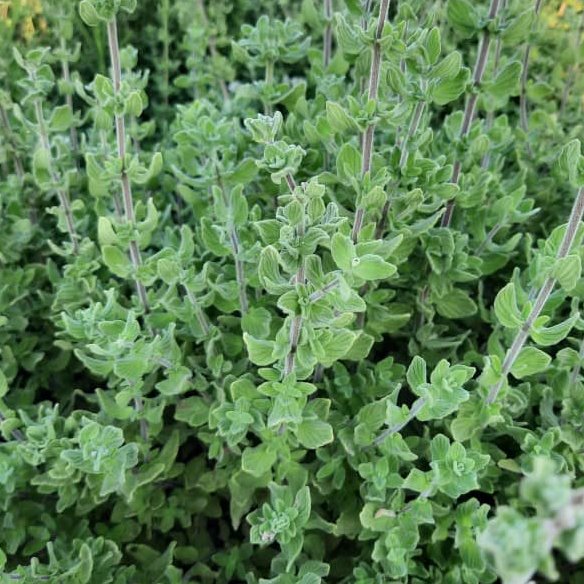 گیاه آویشن برگ پهن شیرازی،صد در صد طبیعی و بهداشتی،دارای تاییدیه آزمایشگاهی،بسته 100 گرمی