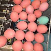 تخم مرغ سفالی  قرمز   هفت سین 