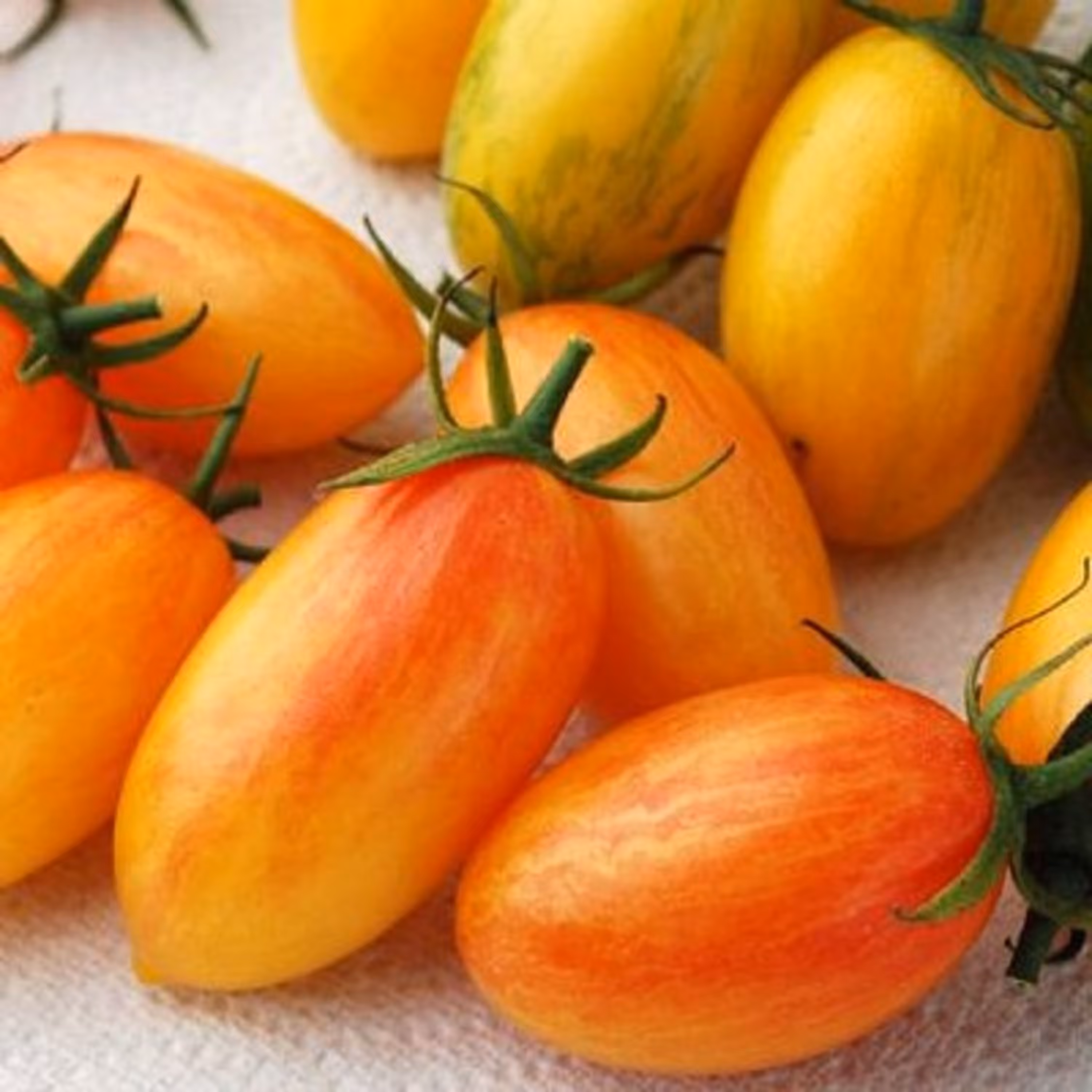 بذر گوجه زیتونی ببری زرد درختی