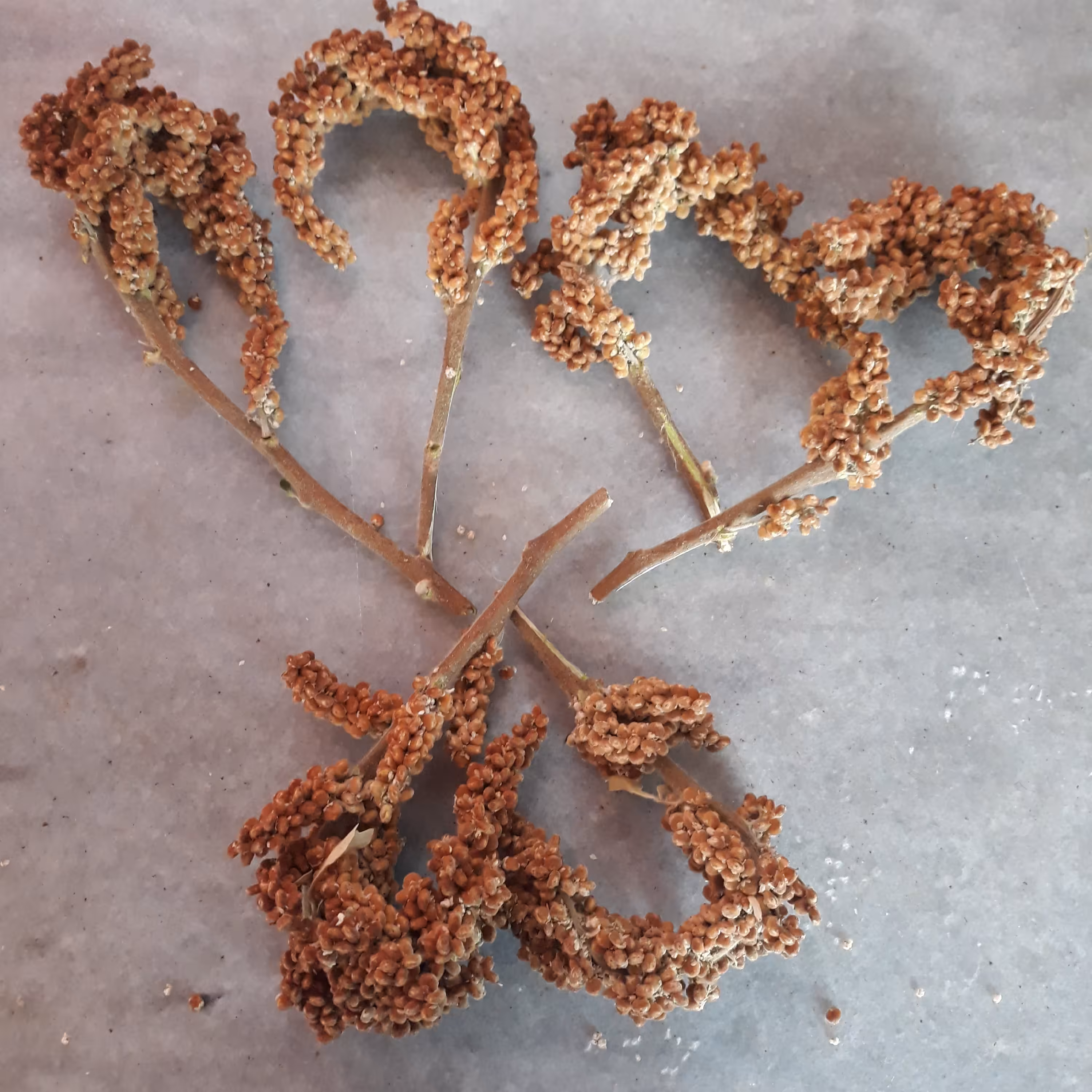 سماق خوشه ای سه کیلویی