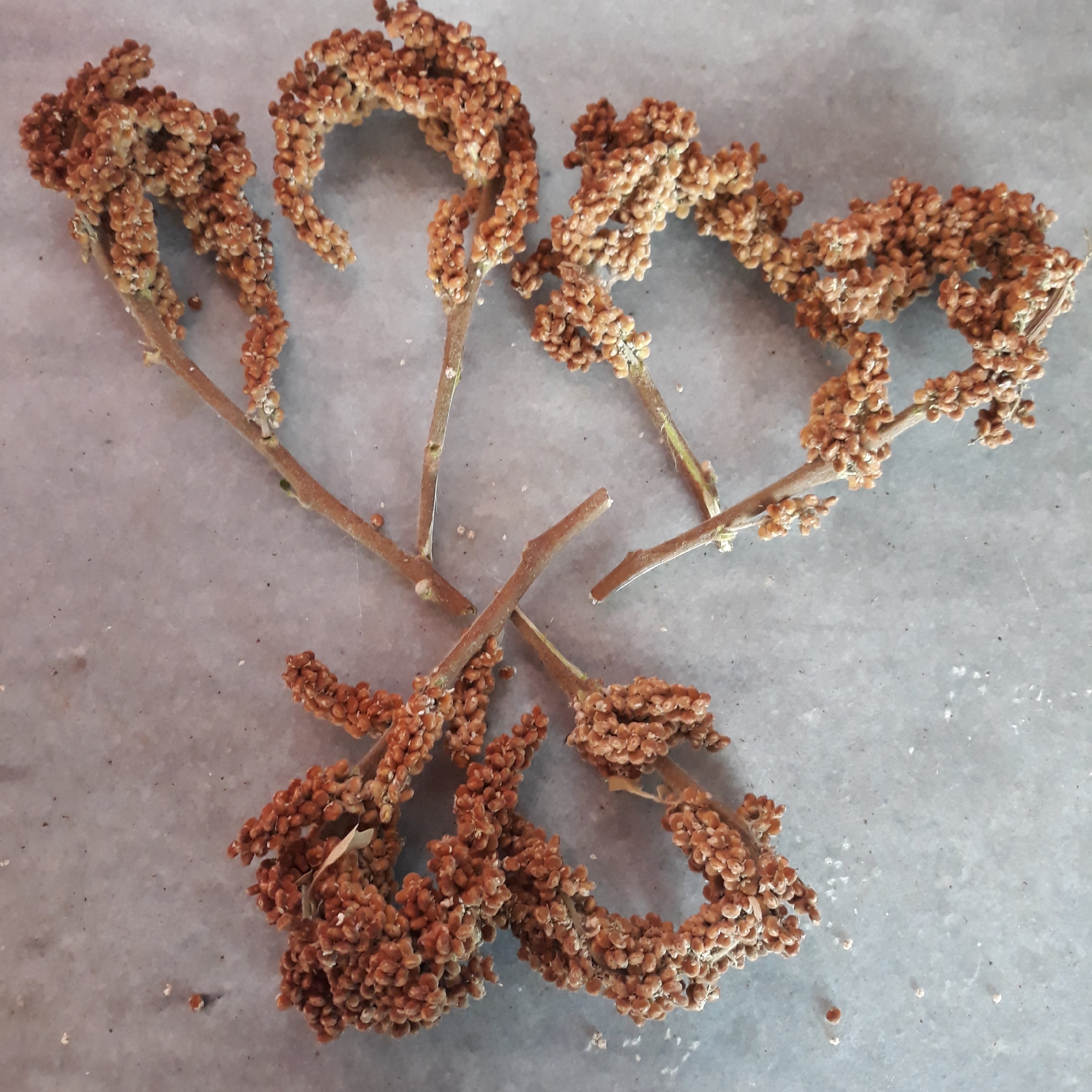 سماق خوشه ای سه کیلویی