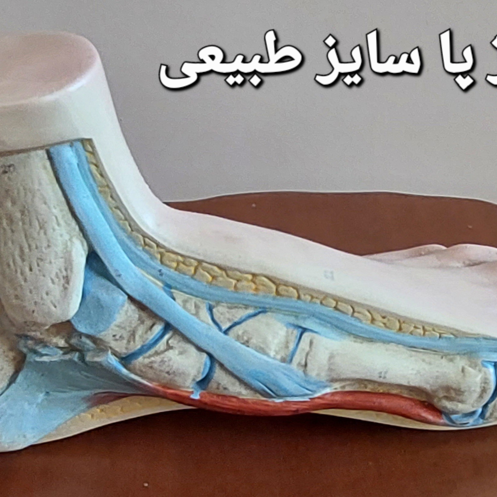 مولاژ پا
