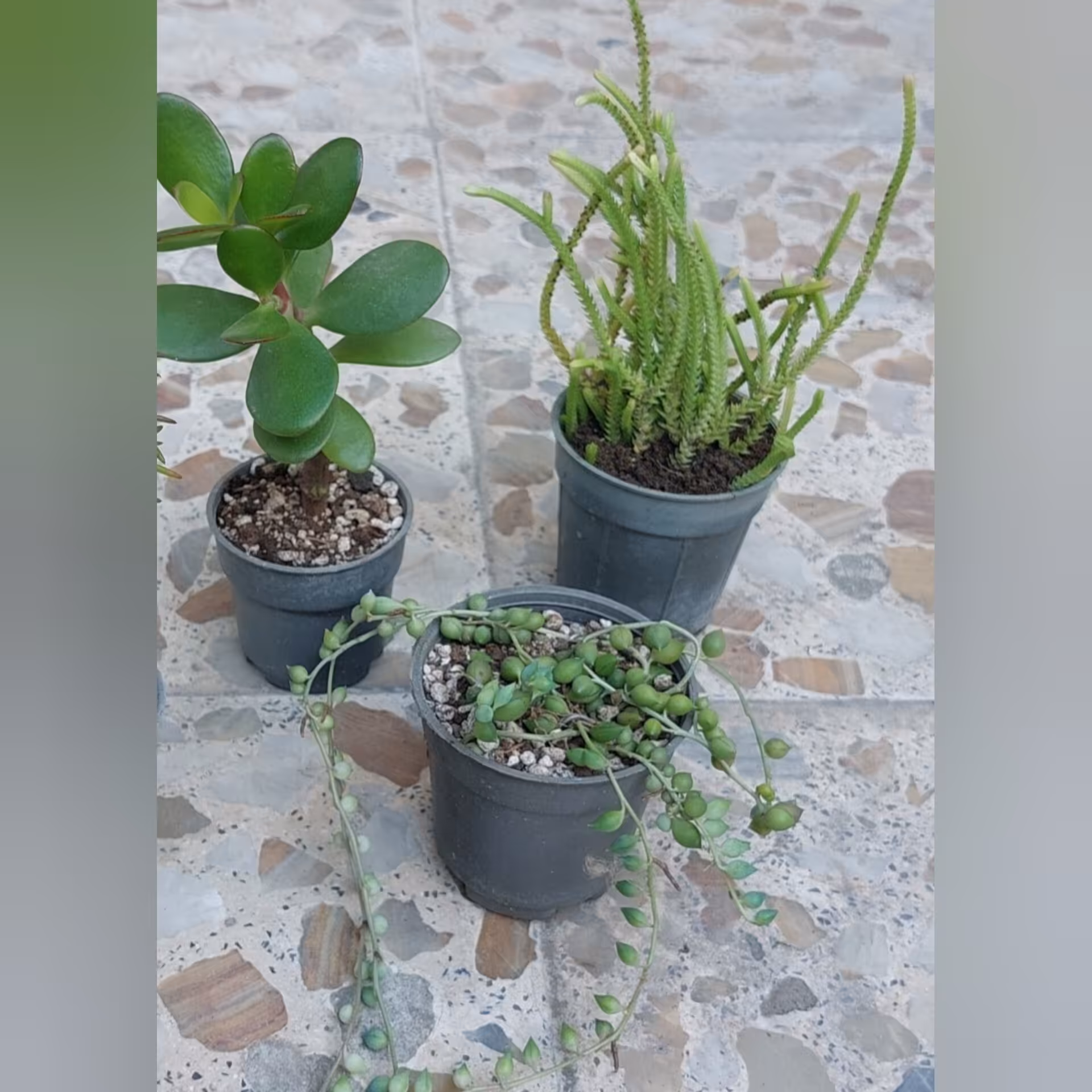 پک 3تایی غوره ای، کراسولا یشم، کراسولا بندکفشی (پس کرایه)