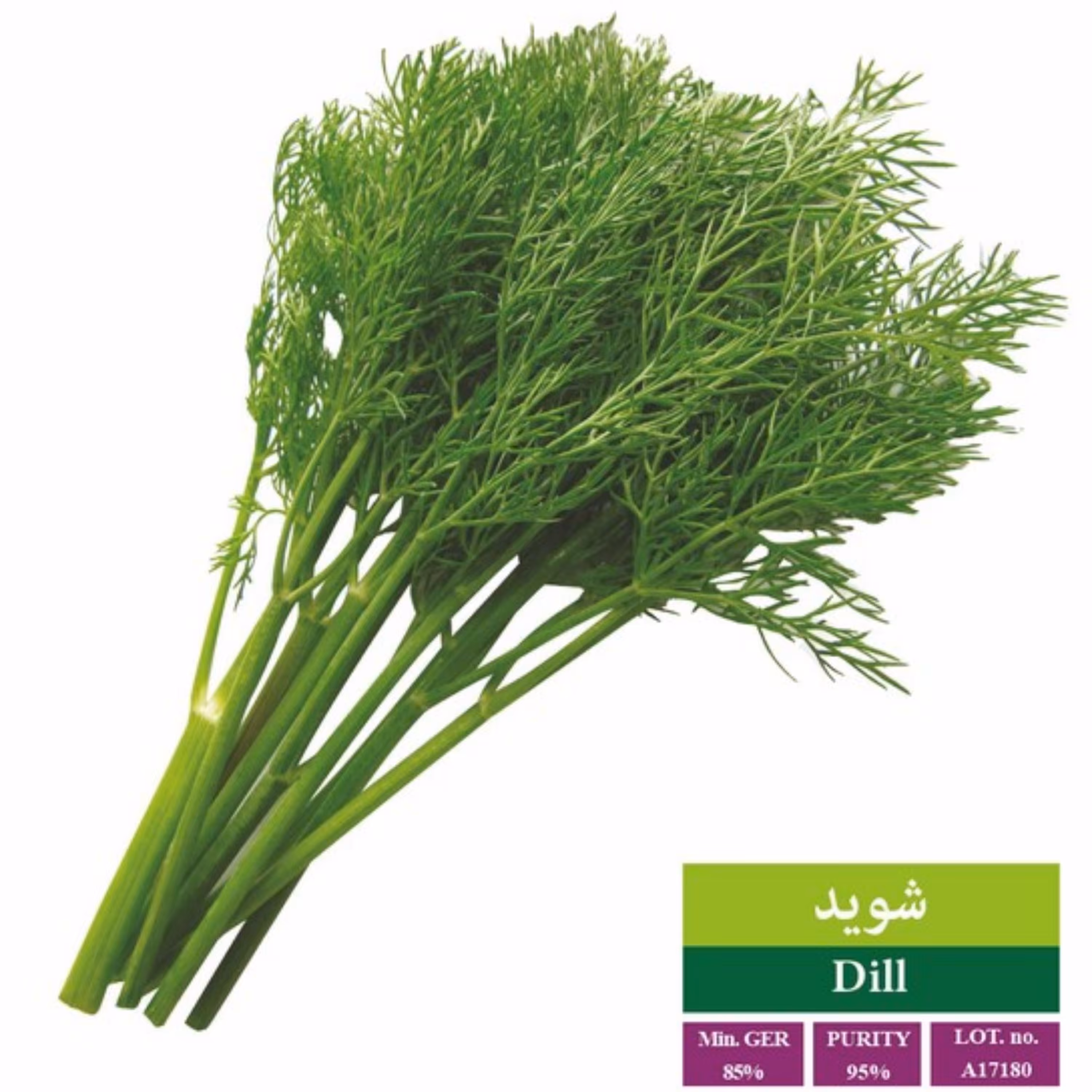 بذر شوید بذر طلایی رویان (یک بسته)