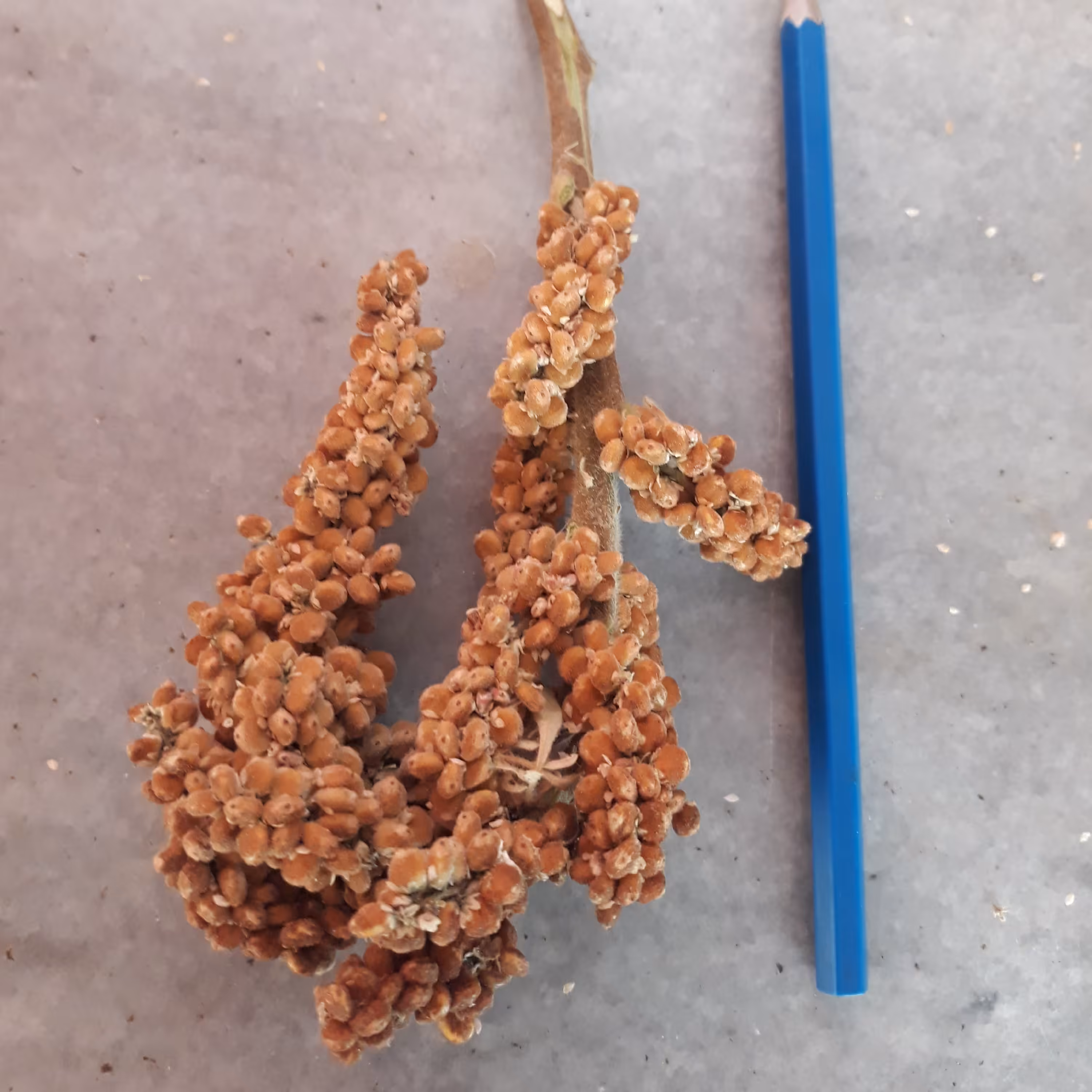 سماق خوشه ای 2 کیلویی