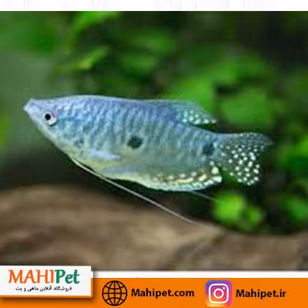 گورامی دو خال 2 تا 3 سانت