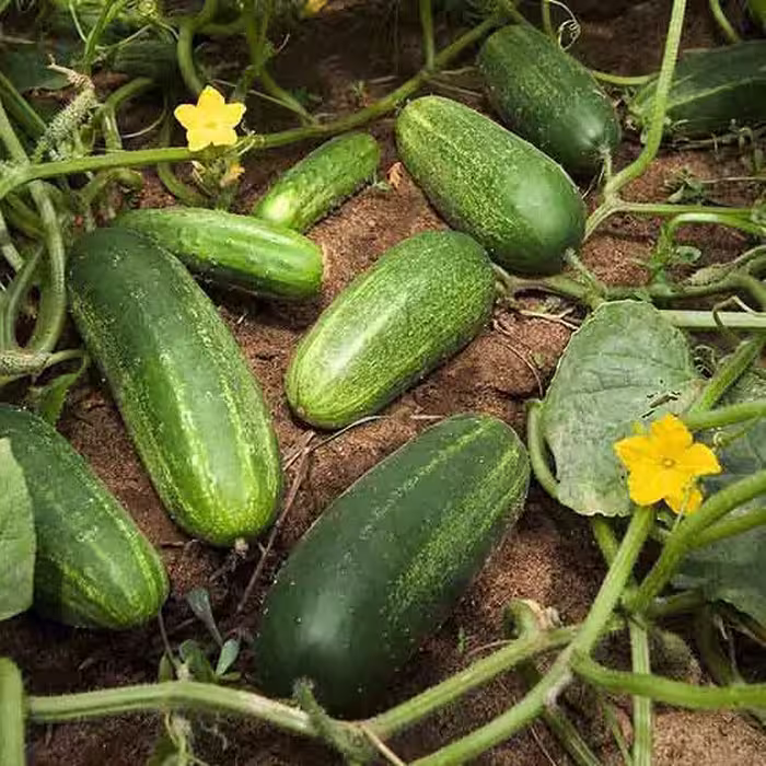 بذر خیار بوته ای اصفهانی
